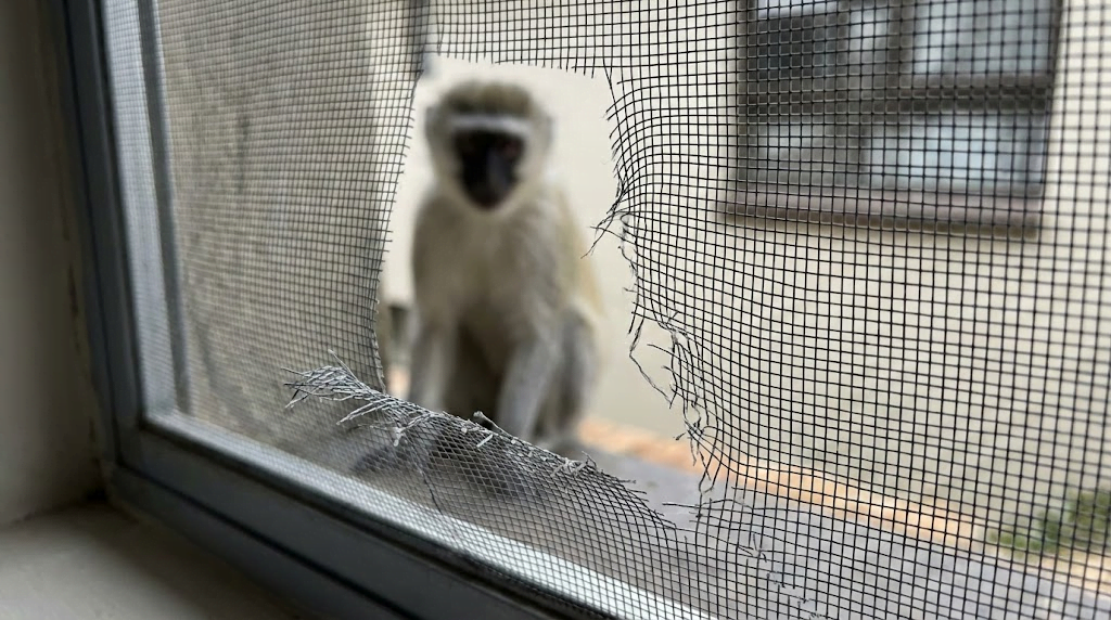 Torn nylon fly screen damaged by vervet monkeys in South Africa